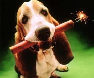 Jak uklidnit psa nejen na Silvestra